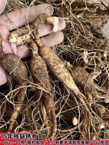 探秘長(zhǎng)白山森林人參 從老池底銹參到林下殘次品的收藏價(jià)值與鑒別之道