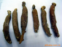 深耕沃土，匠心培育——探索人參種植的綠色未來(lái)